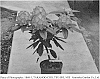 Rhododendron%20L.%20Plant%20Named%20%27Sweetheart%27