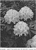 Rhododendron%20plant%20named%20%22MARIAN%27