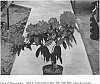 Rhododendron%20plant%20named%20%27Prominence%27