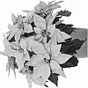 Euphorbia%20hybrida%20%27Duepojadopin%27