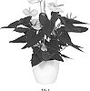 Anthurium%20andraeanum%20L.%20%27ANTHFRAXK%27