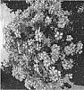 Verbena%20X%20hybrida%20%27Dovemsulc%27
