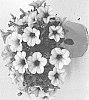 Petunia%20hybrid%20%27DPECAPNKLC%27