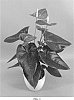 Anthurium%20andraecmum%20L.%20%27ANTHYTZEL%27