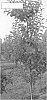 Apple%20tree%20variety%20denominated%20SPINK754