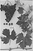 Vitis%20vinifera%20%27Sugrafiftyfive%27