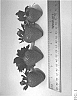 Fragaria%20x%20ananassa%20%27DrisStrawSixtyFour%27