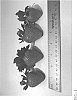 Fragaria%20x%20ananassa%20%27DrisStrawSixtyFour%27