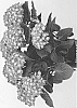 Hydrangea%20macrophylla%20%27HORE0046%27
