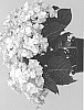 Hydrangea%20macrophylla%20%27HORE0031%27