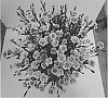 Dianthus%20cultivars%20%27KLEDG17050%27