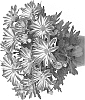 Chrysanthemum%20X%20morifolium%20%27Fichryraincar%27