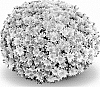 Chrysanthemum%20X%20morifolium%20%27Arluno%20Dark%20Pink%27
