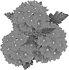 Verbena%20X%20hybrida%20%27Dovemsuch%27