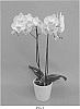 Phalaenopsis%20hybrid%20%27PHALGOSEP%27