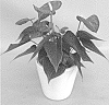 Anthurium%20andraeanum%20L.%20%27ANTHENAXEN%27
