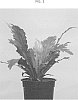 Asplenium%20nidus%20%27Campio%27