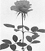 Rosa%20hybrida%20%27KORone001%27