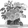 Rosa%20hybrida%20%27WEKblufytirar%27