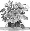 Rosa%20hybrida%20%27WEKblufytirar%27