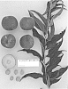 Prunus%20persica%20%27Supechtwentythree%27