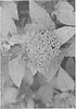 Spiraea%20hybrid%20%27NCSX2%27