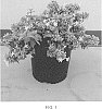 Abelia%20hybrid%20%27SRPabeper%27