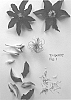 Clematis%20viticella%20%27Evipo092%27