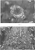 Geum%20hybrid%20%27Cherry%20Bomb%27