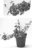 Verbena%20hybrida%20%27RIKAV44101%27