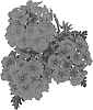 Verbena%20X%20hybrida%20%27Dovemsure%27