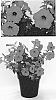 Petunia%20X%20hybrida%20%27BBTUN98901%27