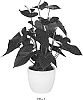 Anthurium%20andraeanum%20L.%20%27ANTHFUBE%27