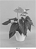 Anthurium%20andraeanum%20L.%20%27ANTHGLYNT%27