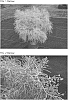 Artemisia%20mauiensis%20%27TNARTMS%27