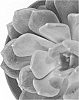 Pachyphytum%20bracteosum%20%27UB-PACHY-1801%27