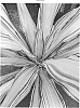 Dracaena%20deremensis%20%27HARVEST%20MOON%27