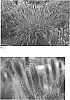 Pennisetum%20alopecuroides%20%27Puppy%20Love%27