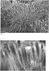 Pennisetum%20alopecuroides%20%27Puppy%20Love%27