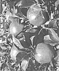 Malus%20domestica%20%27Honeysuckle%20Rose%20%231-6%27