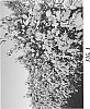 Rubus%20idaeus%20L.%20%27WSU%202166%27