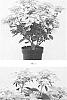 Hydrangea%20paniculata%20%27AJ14%27