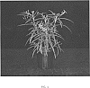 Ruellia%20simplex%20%27R13-5-3%27