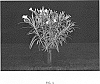 Ruellia%20simplex%20%27R16-1-1%27