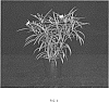Ruellia%20simplex%20%27R15-24-17%27