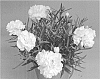 Dianthus%20caryophyllus%20%27KLEDP18255%27