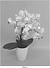 Phalaenopsis%20hybrid%20%27PHALGEPWAL%27