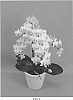 Phalaenopsis%20hybrid%20%27PHALFUEIM%27