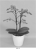 Phalaenopsis%20hybrid%20%27PHALFAUF%27