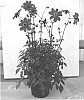 Dahlia%20variabilis%20%27Mystic%20Wizard%27
